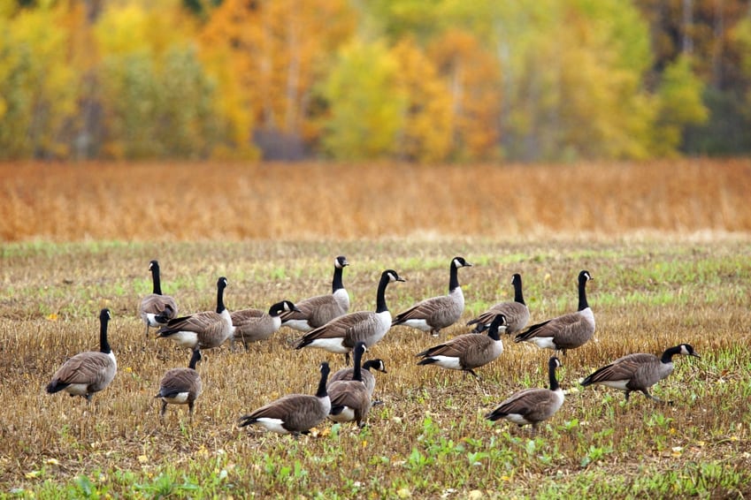 goose hunting tips- decoys