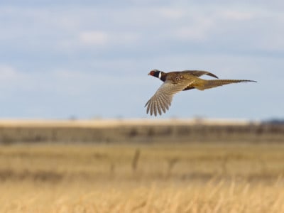 Most popular list of upland bird to hunt