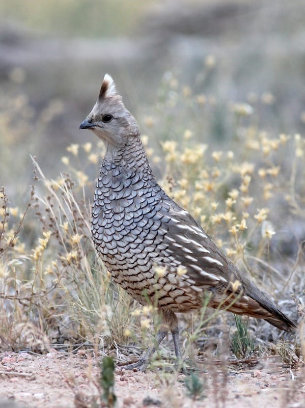 quail hunting tips- a scaled quail