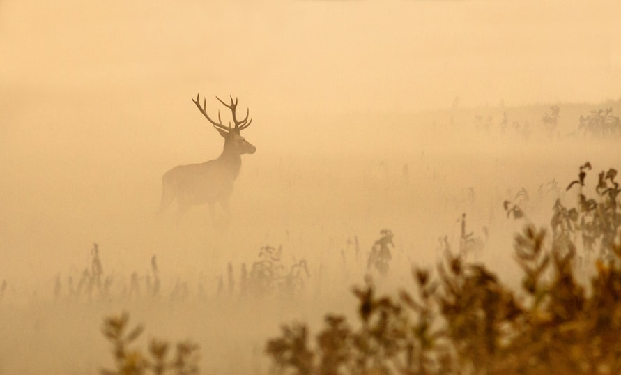 deer hunting in the fog
