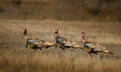 Turkey Hunting Tips: How Do You Use Turkey Decoys?