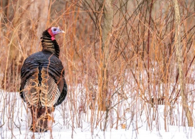 6 Tips for Hunting Turkey You May Not Know