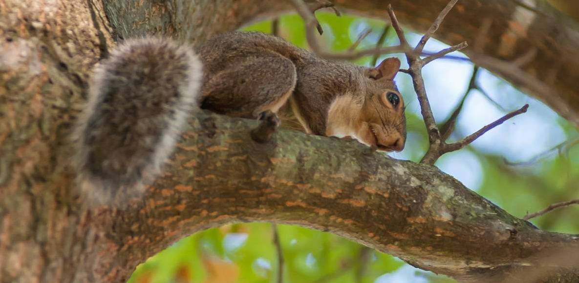 Best Squirrel Hunting Tips