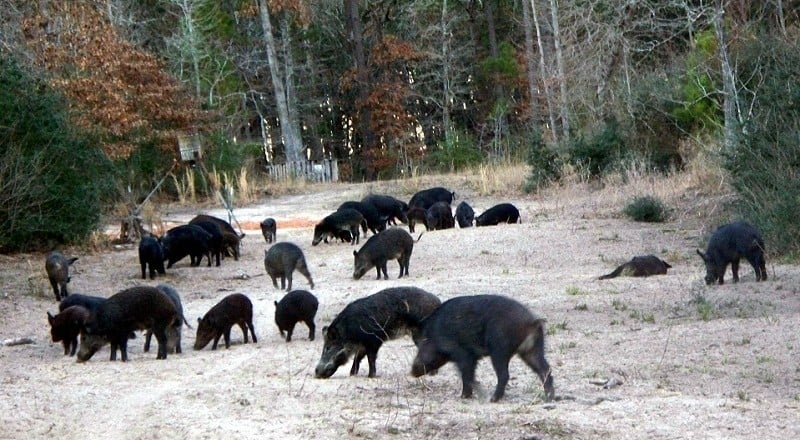 The Best Insider Hog Hunting Tips From The Experts