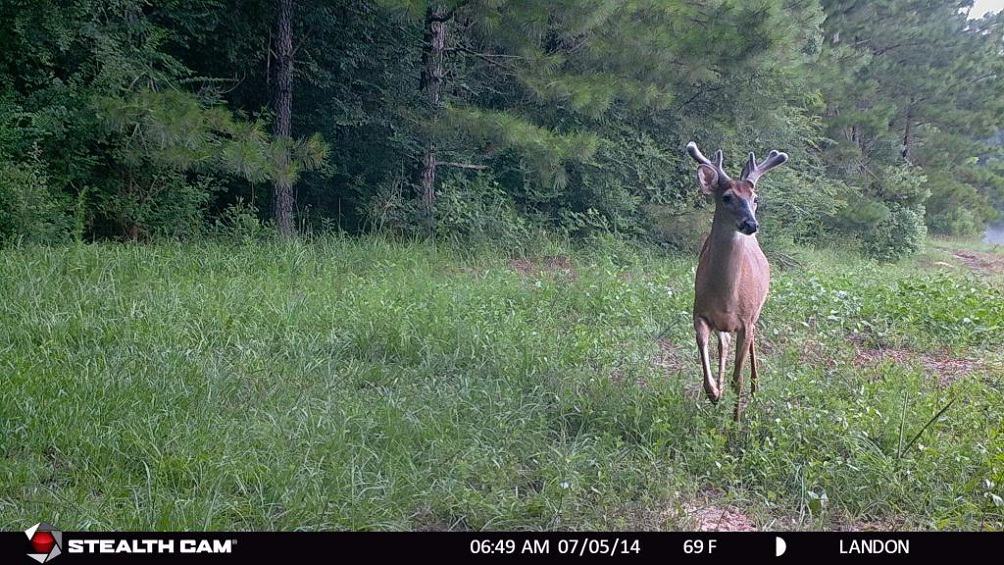 How To Choose The Best Deer Trail Camera