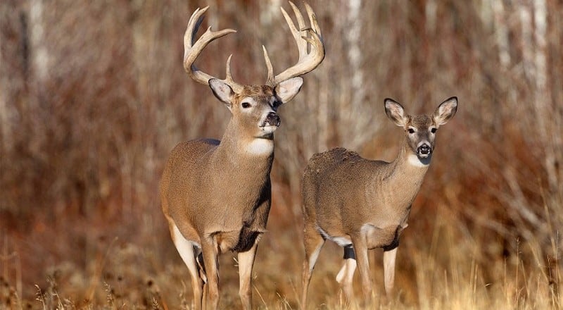 Top 10 Best Places To Hunt Deer In The United States 2017