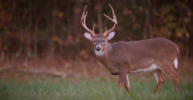 Comprehensive List of The Best Whitetail Deer Hunting Tips