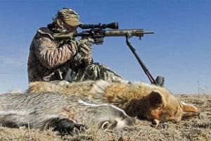 Coyote Hunting Tips and Tactics