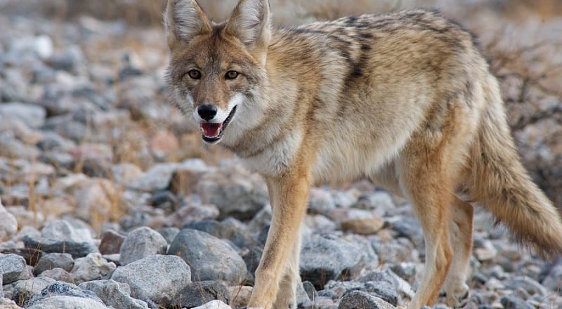 Coyote Hunting Tips and Tactics – How To Hunt