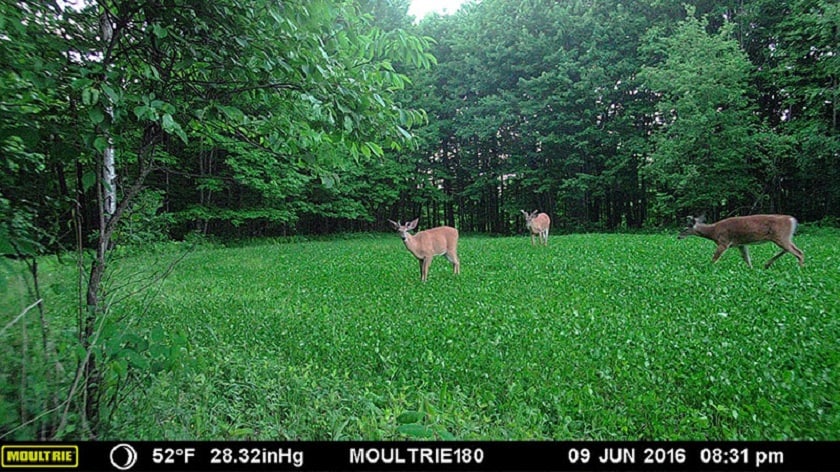 Moultrie Panoramic 180i Image Quality