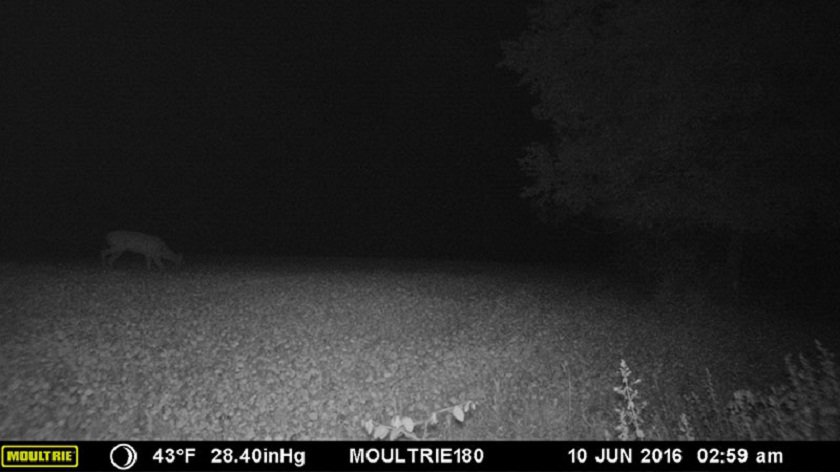 Moultrie Panoramic 180i night shot