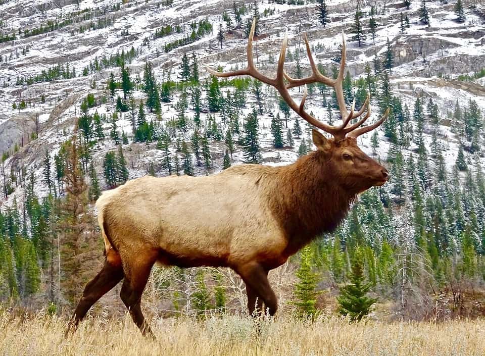 Top 10 States to Hunt Elk in the USA Trail Camera Expert