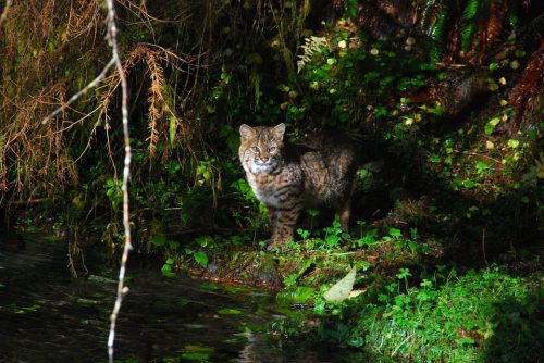 olympic national park wildlife