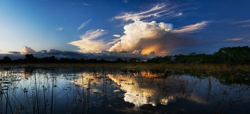 everglades wildlife