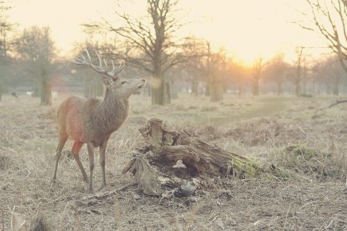 capturing a deer on a trail camera