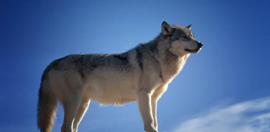 Study Elusive Species Using Trail Cameras!